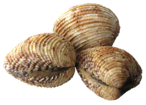 Praire (Venus Verrucosa)
