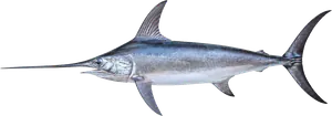 Espadon (Xiphias Gladius)